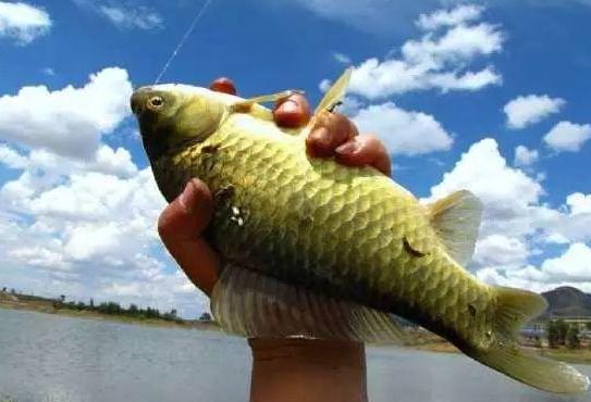|野钓经验谈之二 野钓装备价值几何 看如何花最少的钱钓最多的鱼