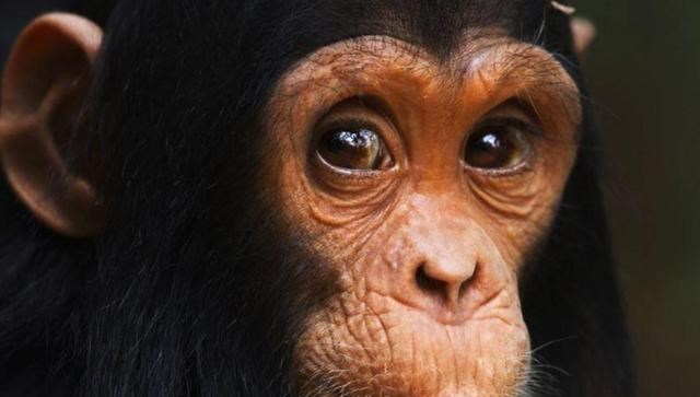 银河系 持续4年的贡贝黑猩猩战争，撕下对手皮肤、摘生殖器只为宣示成功