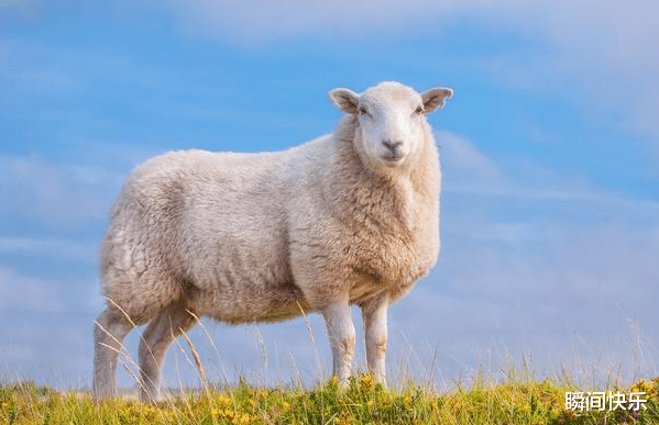 瞬间快乐|生肖猪“六合贵人”是谁？抓住这2个人，助你前程似锦，锦鲤翻身