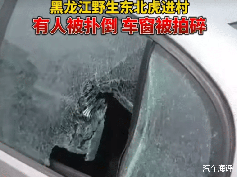 老虎|老虎一掌拍碎玻璃 原来我们的车并没有想象中的强大