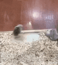 时光了了说说|“为什么穿内衣不能看，而穿泳衣却可以？哈哈哈...这有啥区别啊！”