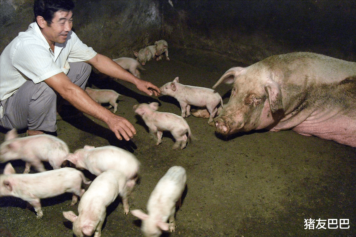 生猪价格 5日猪价下跌加剧,行情踏破“底线”,猪价再探“前低”?