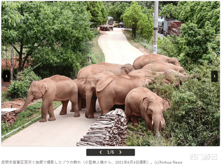 大象天團北遷，卻意外在國外圈粉：“大象都知道中國是個好國傢”-圖5