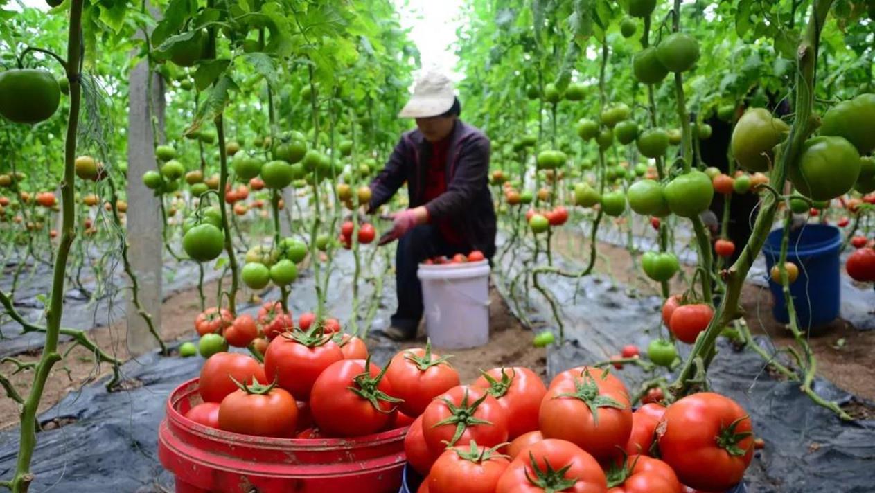 情微说 番茄越来越难吃？科学家历时4年研究，发现番茄“本质变了”
