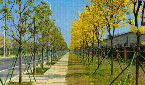 业主交流 太靓啦!珠海满城遍地“小黄花”!快快约起来!