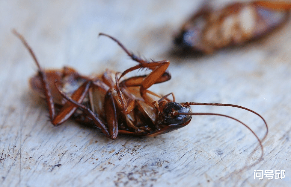蟑螂 为什么蟑螂可以在任何情况下存活？它们顽强的生命力体现在哪？