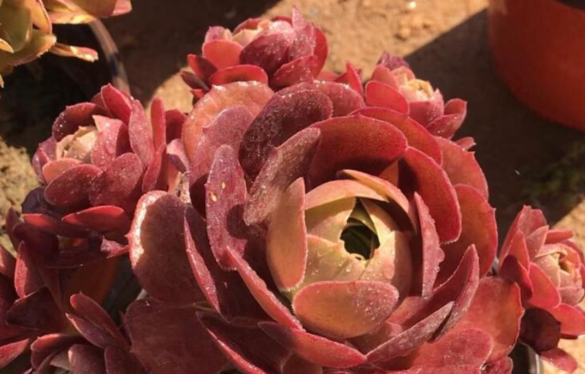 续约紫罗兰 新买的多肉法师无需修根，用两种办法上盆，现在轻轻松松就能活