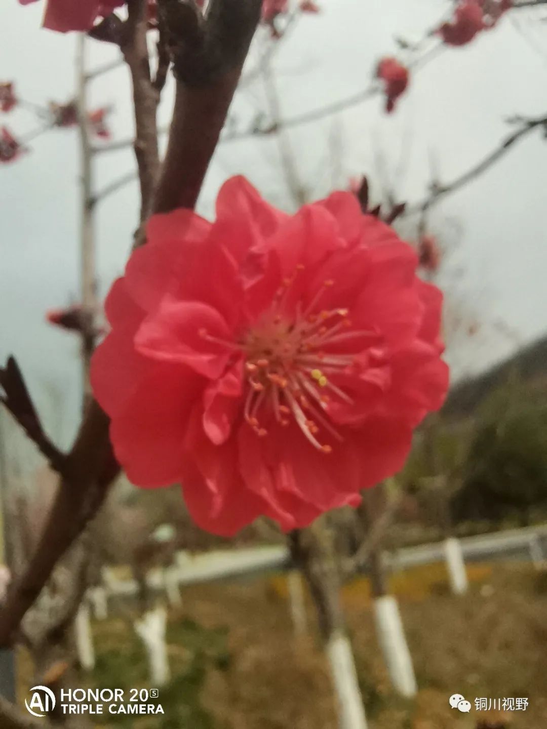 铜川周春辉 清明时节大美王家河的湿地公园
