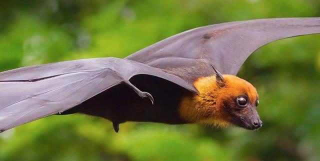 蝙蝠 蝙蝠被很多人厌恶，但是人类的生活却离不开蝙蝠，原因是什么？