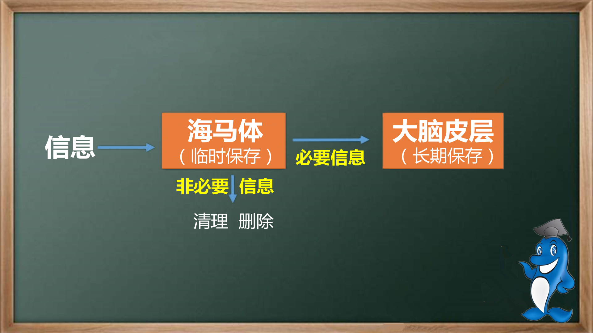 科学记忆:脑科学中的高效记忆法