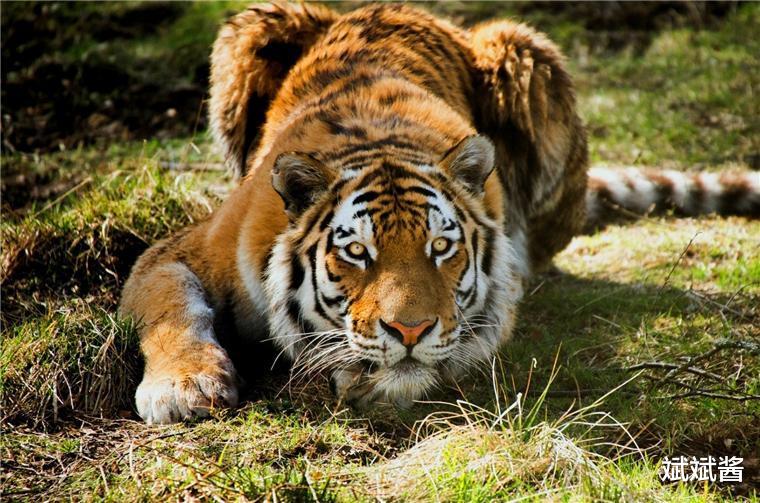 斌斌酱|如果放两只老虎到非洲草原,它克服三方面挑战后,会取代狮子成为新的之王吗?
