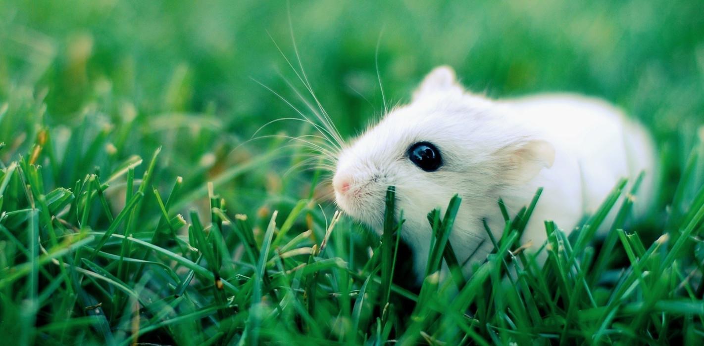 科学家 如果人类消失后，什么生物能成为地球统治者？科学家：老鼠没戏了