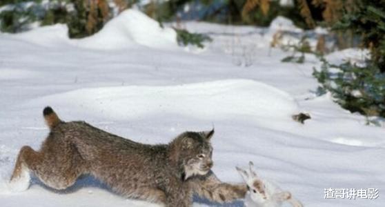 猞猁 猞猁到底有多凶残？一爪就能抓下飞行的鸟，连狼都敢杀来吃！纪实