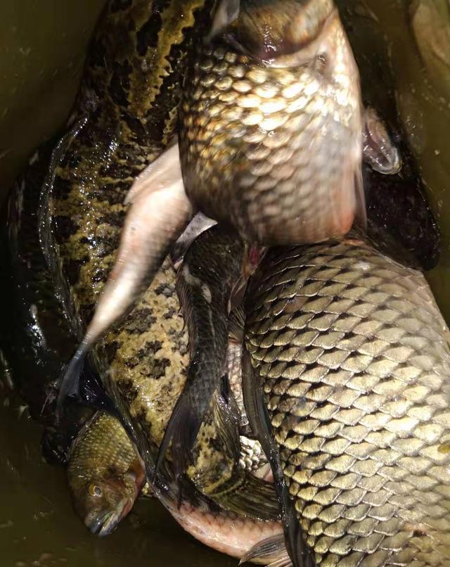 草鱼|为什么按照大师教的做了还是钓不到鱼?原因有三点