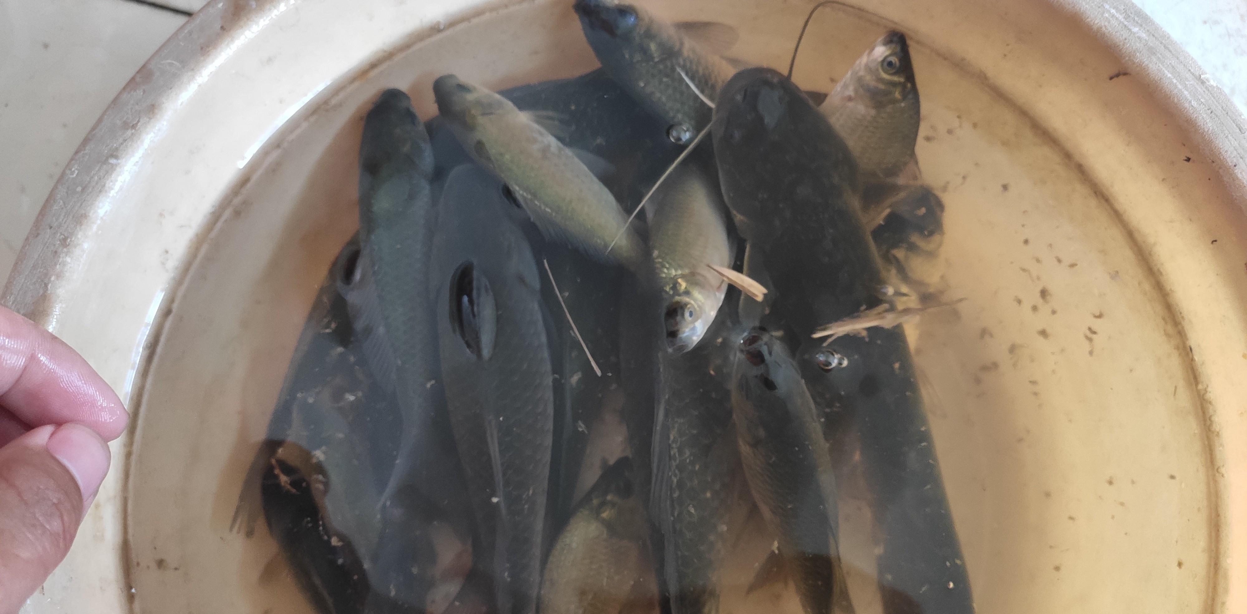 |浮漂没口却中鱼！是水猴子作祟还是另有他因？要是不知晓可就坏了