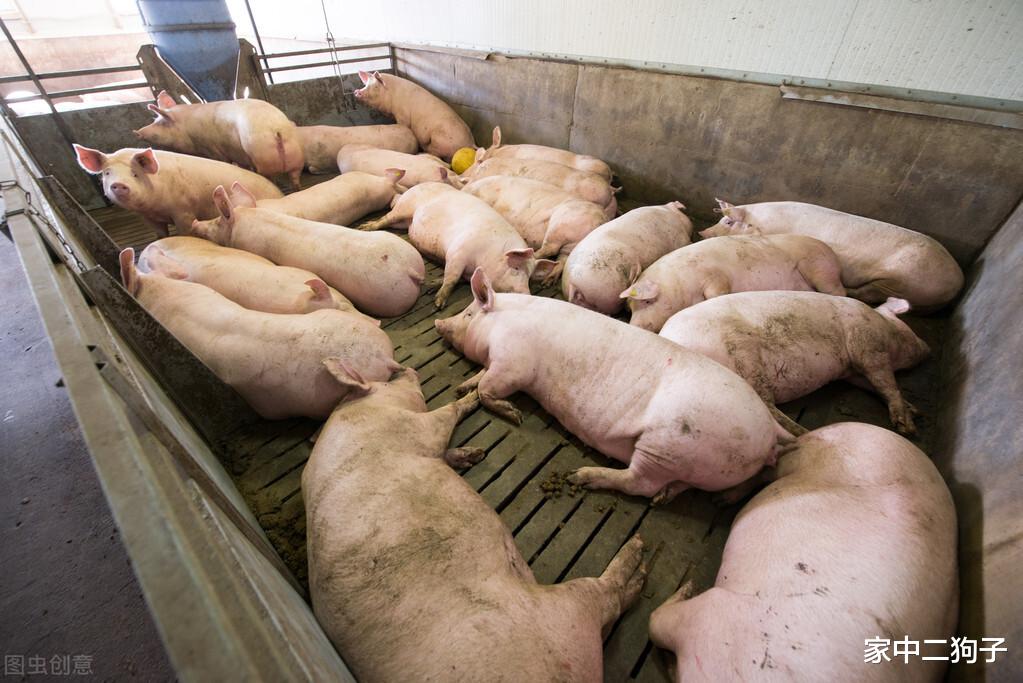 跌聲再起？儲備凍肉投放，豬價再迎大面積飄綠，附3月4日全國豬價-圖4