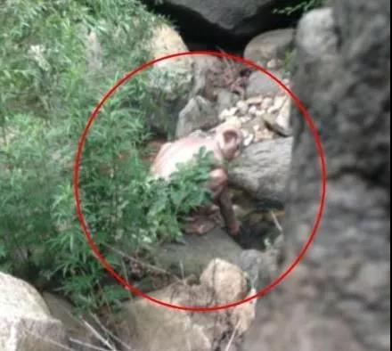 外星人 奇闻异事：外星人露面？怀柔人形生物，这结局有点令人想不到