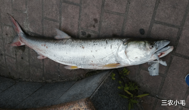 长江|备受钓鱼人青睐的“鱼王”，味道鲜美却凶悍无比，运气好才能钓到