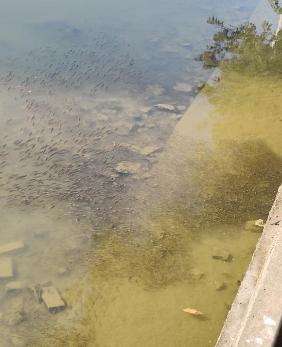 广东省|广东网友河边钓鱼，发现水底密布“小圆坑”，是人为挖出来的？