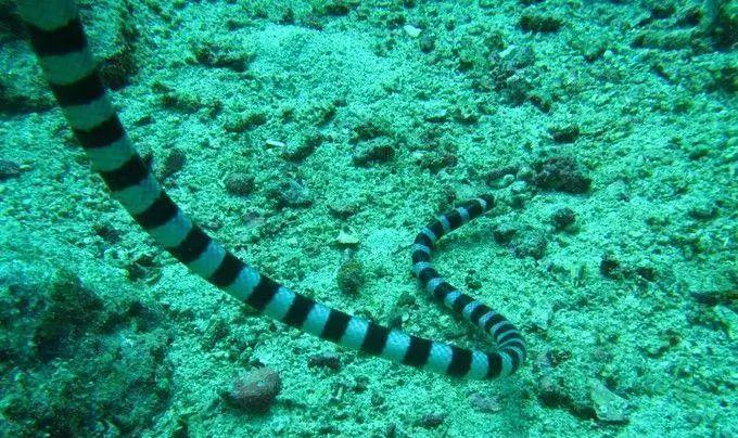  地球上最毒的蛇是哪种蛇？看完真相后，或许你会觉得有些不真实