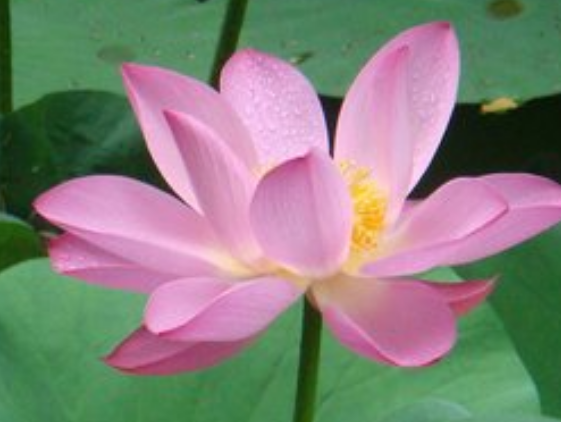 处女座|7月上旬开始,4属相运势上涨,横财连发,钞票多多,吃香喝辣