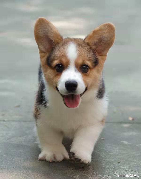 喵小喵情感故事会|打狗也要看主人