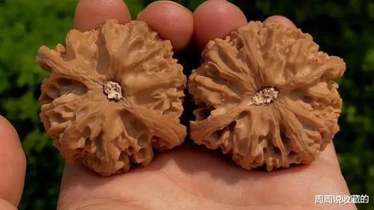 钱币|文玩核桃的尾脐到底该不该封？如何去封？