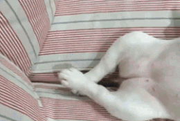 短裙 “好友的新娘是真的漂亮啊，谁敢娶回家去？真有点担心呢！”哈哈哈哈