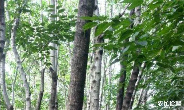 中药材|曾因“壮阳”被剥树皮，成保护植物，如今却卖不上价，炒作过头？