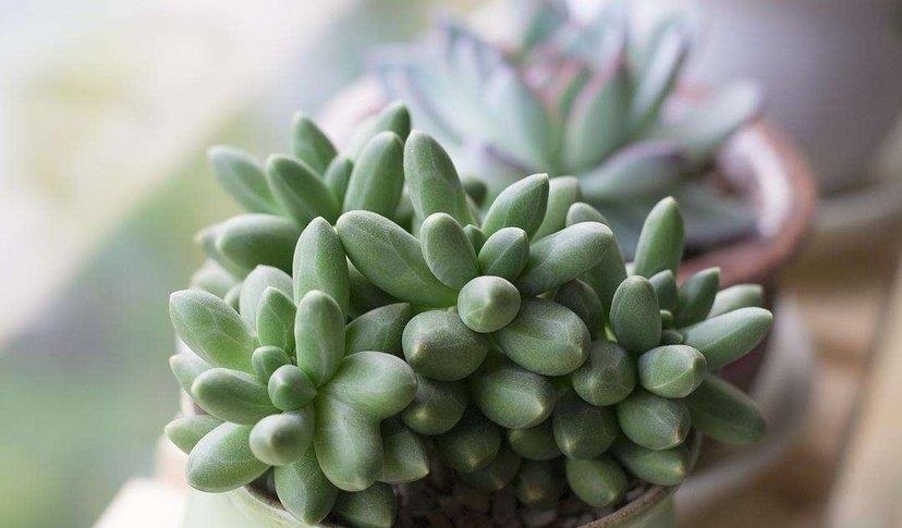 园艺印象|多肉千代田之松,叶片肥厚并具有棱形结构,养成缀化更是不一般