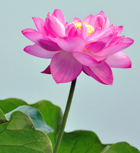 属龙|6月19日开始，4属相时来运转，事业步步高升，财源广进日子美