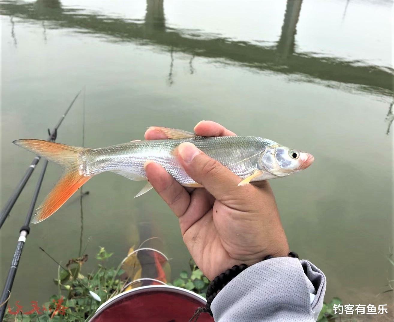 |初冬翘嘴不好钓?这样选择钓位,用这几种钓法,大翘嘴上钩不断
