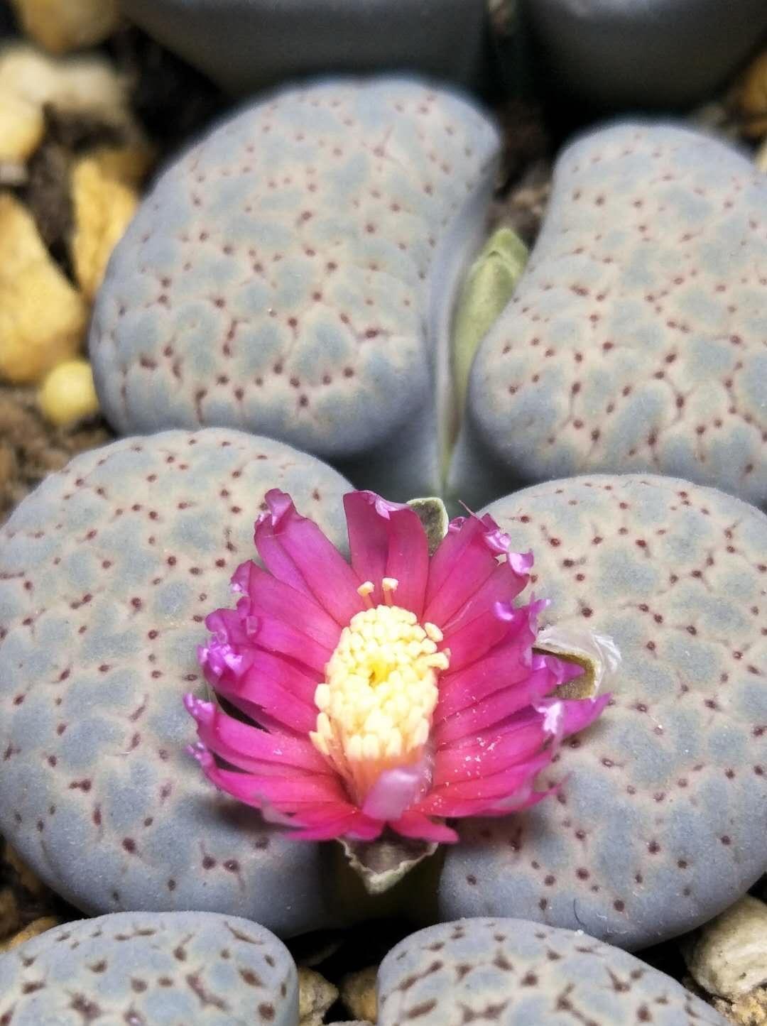 说说家装那点事儿|现在，还有人！花几十块买1棵生石花？你的脑袋需要升级了！