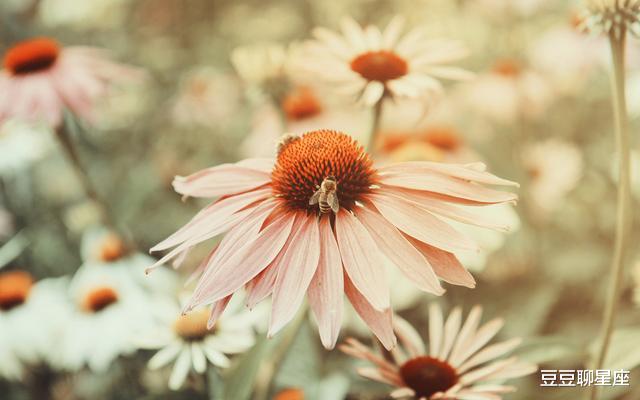 射手座|见一个爱一个，没真本事根本降不住的星座，花心却不滥情，捡到宝