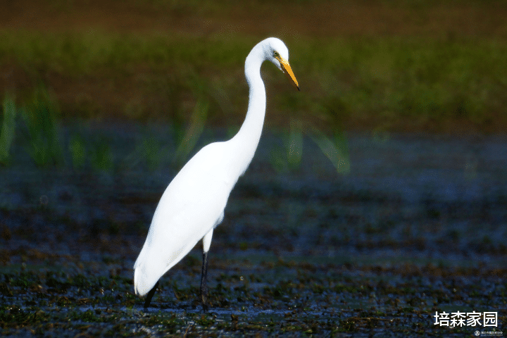 太空 近乎完美的白鹭——不仅有着华丽的羽毛，在感情上也很专一
