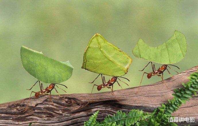 蚂蚁智慧有多牛?不搬食物搬树叶,自己回家“种蘑菇”!细极思恐