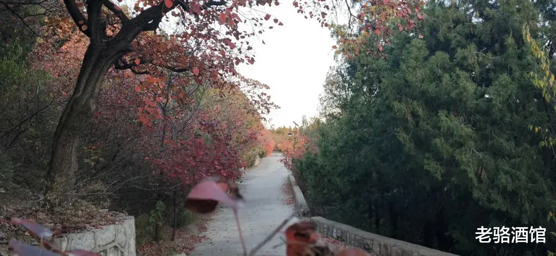 老骆酒馆|你的爱情观是什么样的?