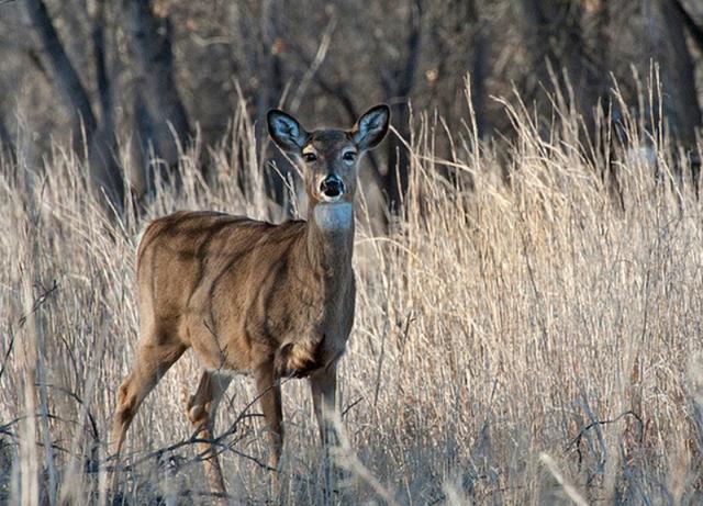 疾控 与美生物实验室有关？新冠病毒还没弄清，得州又出现“食脑”疾病