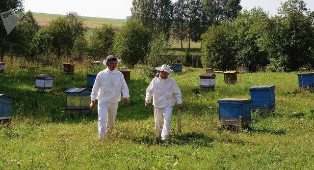 蜜蜂 科学家们的预测:致命的“组合拳”将会让蜜蜂在未来的某一天灭绝