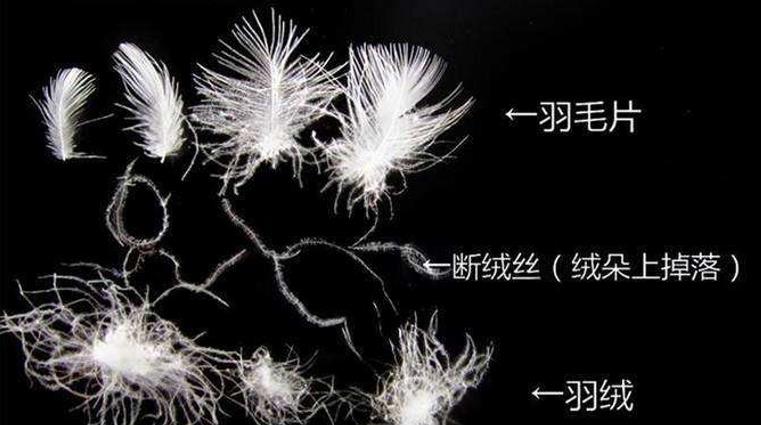 为什么鹅小时候是黄色的,长大后却成了白色?
