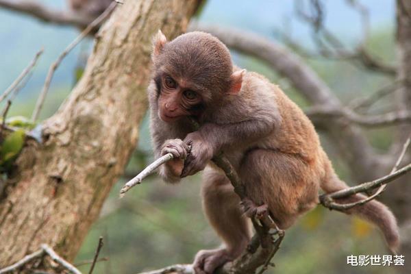 |6月下旬，生肖猴喜事一件接一件，生活一帆风顺事业升职加薪