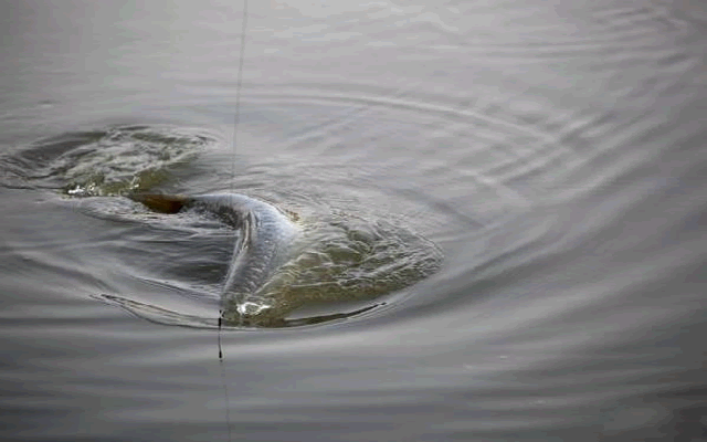 印度|上饵抛竿前，注意这三个小细节，渔获真的能多一些