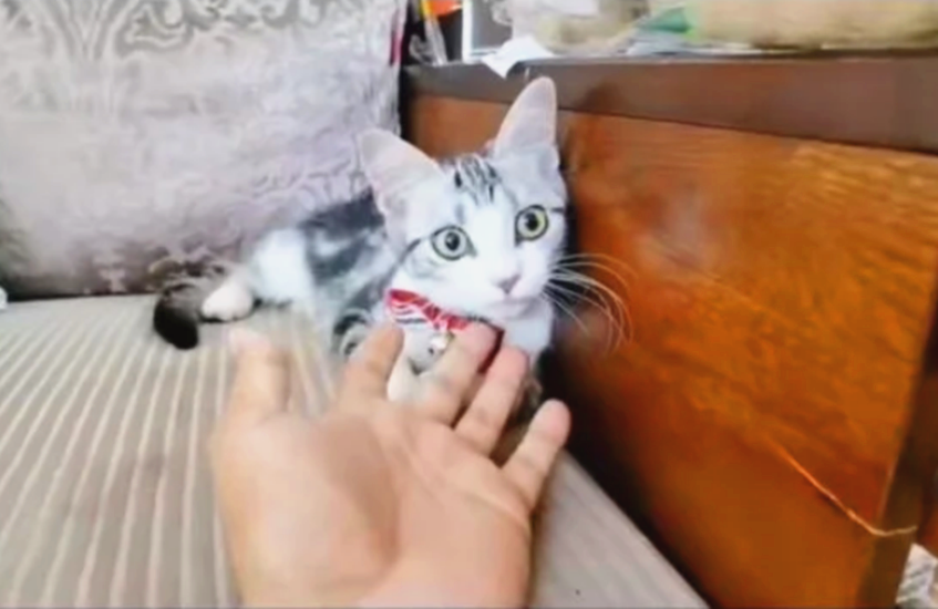 娱乐星闻精选 袁隆平收养袁花花现场照片曝光？揭秘杭州四色超级水稻绘院士画像