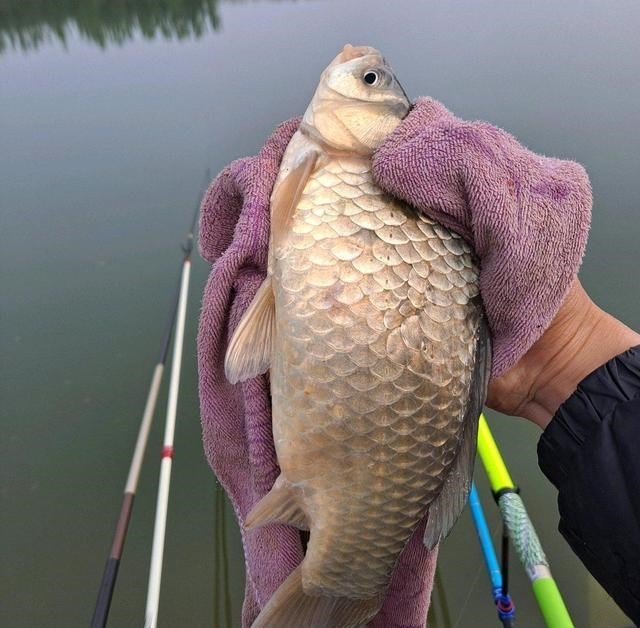 九烈or泥莉 河南钓友大河钓起罕见巨鲫，重1斤半，已到生长极限？