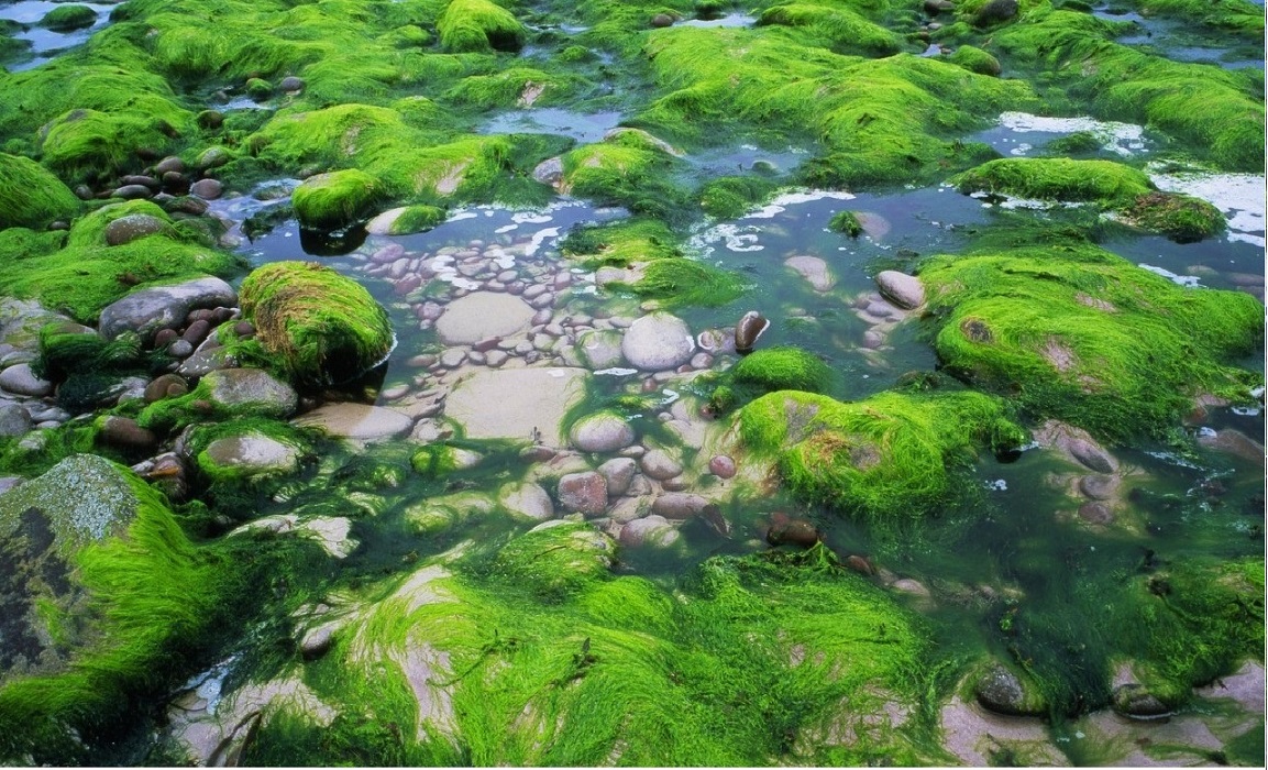 为什么植物不会老?