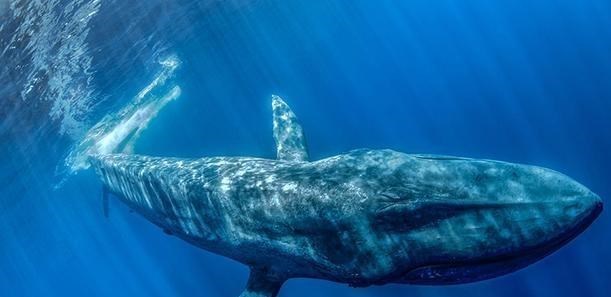 深海生物 海底1万米有啥？在海底最深处，是否隐藏着一个未知的世界？