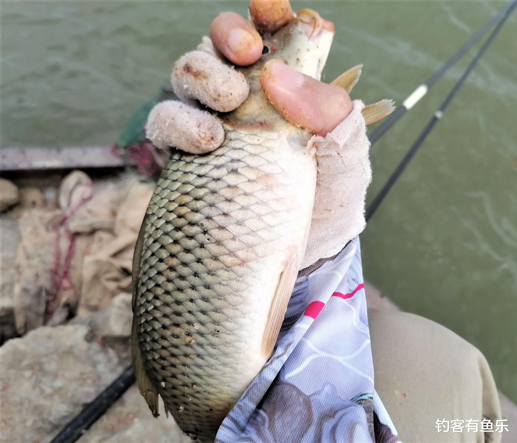 太原|野钓钓鱼,认清几种中鱼率超高的漂相动作,避免错失垂钓先机