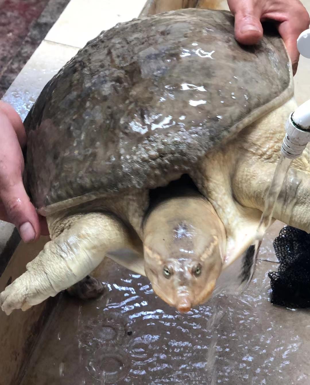 抖音|山东男子黄河钓起18斤“白色甲鱼”，网友：甲鱼活了500年就变白