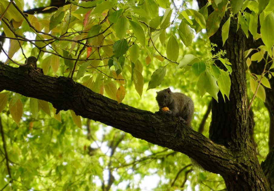 树艺蛙APP|喜提降级 | 保护野生动物离我们并不遥远