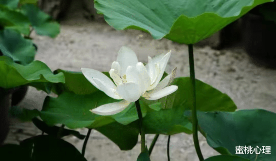 蜜桃心理|一旦爱了就无法自拔的3大星座：一个执着、一个深情、一个专一